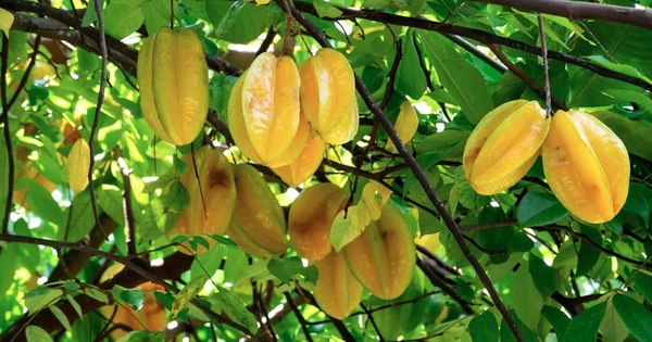 Vì sao người xưa thường trồng cây khế trong sân nhà?