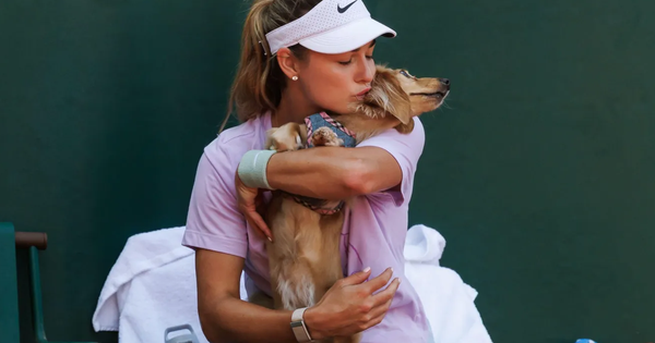Giải tennis đặc biệt nhất thế giới: Chó cưng có thẻ tác nghi