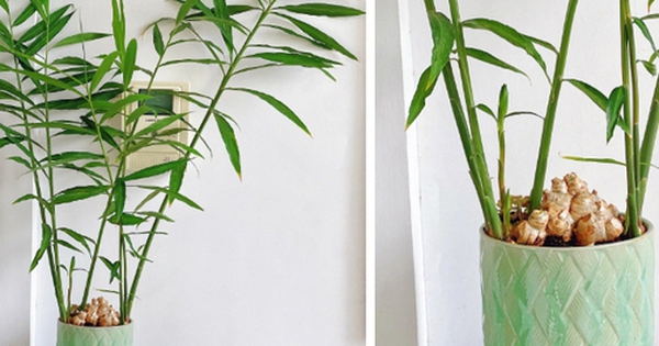 4 lý do vì sao bạn nên trồng cây gừng trong nhà