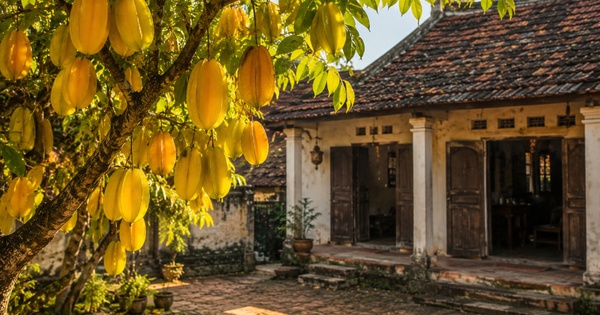 Người xưa dặn đừng chặt 3 cây quý trong sân vườn, kẻo đánh m