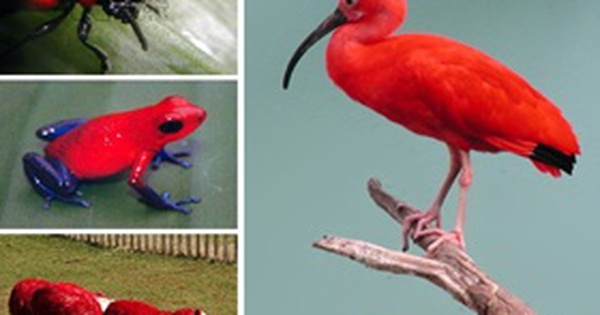 10 động vật màu đỏ kỳ lạ