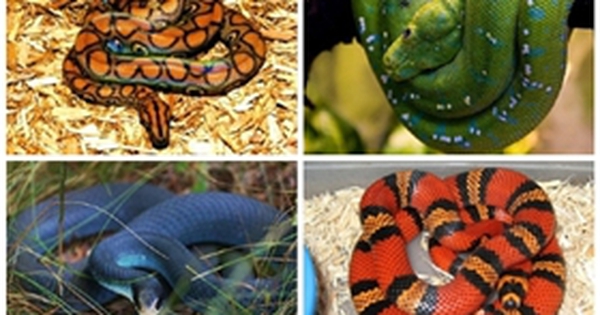 10 loài rắn đẹp nhất hành tinh - Kenh14