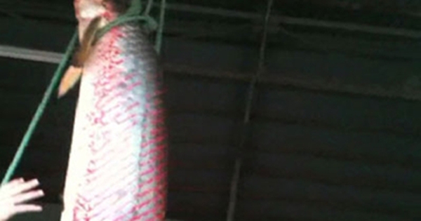 Bắt được cá huyết rồng nặng 70kg ở An Giang