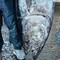 Câu được cá ngừ khổng lồ nặng 210kg, ngư dân liền bán với giá 70 triệu đồng
