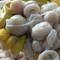 Thứ xưa "bị vứt bỏ không ai ăn", nay thành đặc sản dân phố thích mê, 200.000 đồng/kg