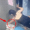 Clip 15 giây: Tưởng không ai nhìn thấy, người phụ nữ làm chuyện đáng xấu hổ trong thang máy