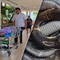 Người phụ nữ 69 tuổi chém chết rắn hổ mang rồi bình tĩnh mang xác rắn đến bệnh viện