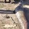 Ngư dân câu được con cá trê khổng lồ dài 1,9 mét, nặng 78kg trên sông