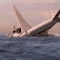 Đã thấy tín hiệu được phát ra từ máy bay MH370?