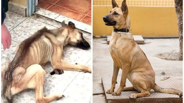 Into the Flames: The Dog Who Showed the World the True Meaning of Love Hàng ngàn người tiếc thương cho sự ra đi của cô chó già nhất ...