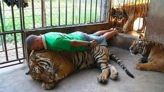 The Night the Town Fell Silent — and One Intoxicated Man Caressed a Tiger Bộ ảnh hài hước của các cô dâu ném… mèo thay vì hoa cầm ta