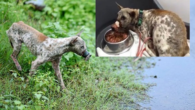 Đã tìm thấy chú chó bị hoại tử mõm tại Bến Tre