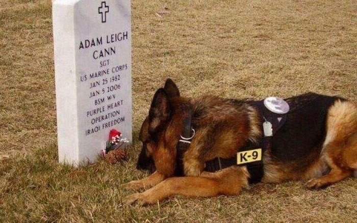 Chùm ảnh cảm động về những chú chó nghiệp vụ K9 huyền thoại