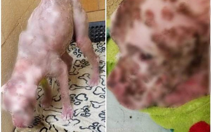 Hình ảnh đáng thương của chú chó bị hàng nghìn con ong đốt trúng
