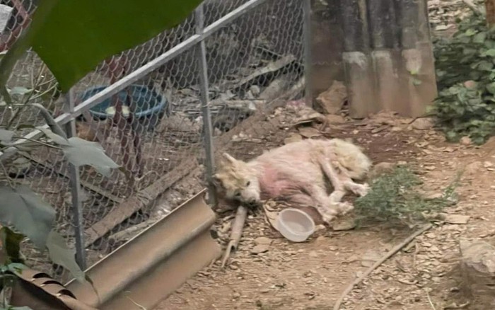 Xót xa hình ảnh chú chó kiệt sức vì bị bỏ đói suốt 2 tuần, câu nói vô cảm  của người chủ càng gây phẫn nộ