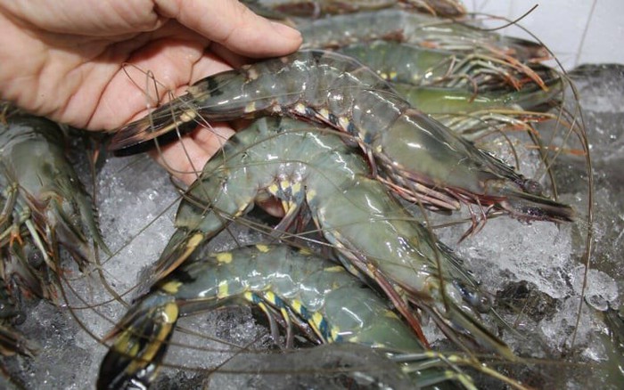 Chọn t&ocirc;m tươi n&ecirc;n nhặt con cong hay thẳng? Mẹo đơn giản nhưng cực kỳ hiệu  quả