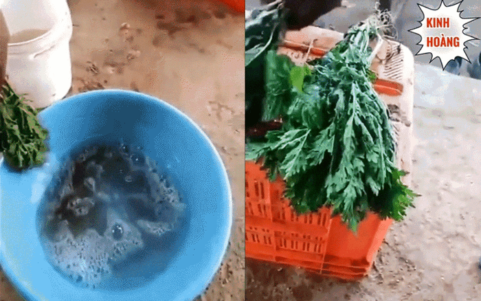 X&ocirc;n xao clip mớ rau h&eacute;o quắt bỗng xanh tươi mơn mởn sau khi nh&uacute;ng v&agrave;o chậu  dung dịch lạ, d&acirc;n mạng hoang mang