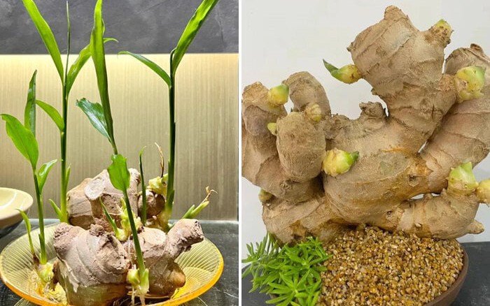 C&aacute;ch trồng gừng bonsai ở văn ph&ograve;ng, vừa hợp trend vừa tốt cho sức khỏe