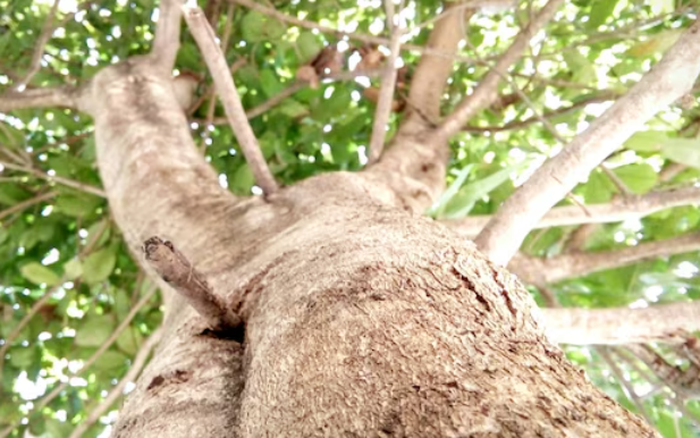 Ông bà dạy: Nhà có 3 cây này may mắn kéo dài, vừa sang vừa hút tài lộc, bảo  sao người giàu thích mê