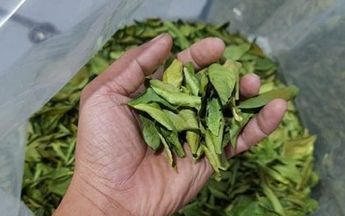 Loại lá ở Việt Nam rụng đầy gốc, "trời Tây" bán 7 triệu đồng ...