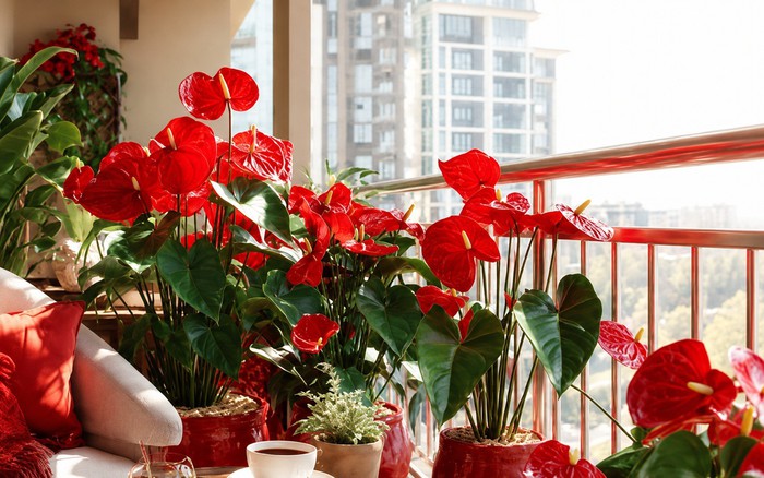 5 cây hợp người mệnh Hỏa