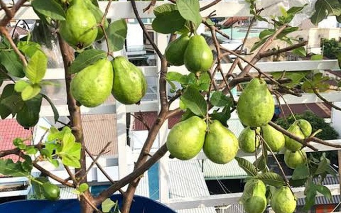 4 lý do vì sao nên trồng một cây ổi trong sân nhà