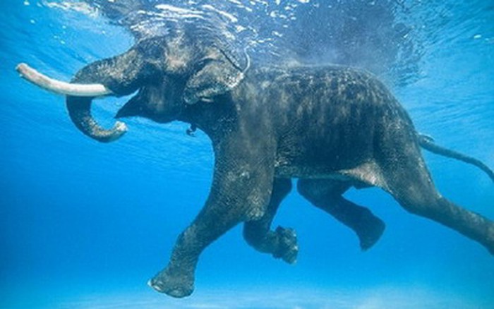 The elephant was chained by his feet, forced to dive dozens of times a day in the cramped glass tank of the tourist aquarium, his eyes always red from the chlorine water, until one fateful day people decided to set him free… And then, for the first time after many years of pain, he stepped out into the open sea, hesitantly touched the salty water that no longer smelled of bleach, and did something that thousands of viewers had never seen before… Gặp con voi biết bơi duy nhất trên thế giới