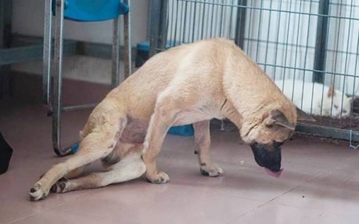 Cư dân mạng xúc động hình ảnh chú chó bị liệt hai chân lết từng bước