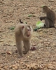 Ngắm đàn khỉ quý hiếm trên đảo giữa vườn quốc gia Vũ Quang
