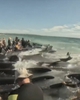Hàng trăm người chạy đua giải cứu đàn cá voi mắc cạn