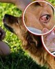 30.000 ca mỗi năm: Nguy cơ thú cưng trở thành 'ổ bệnh' trong nhà